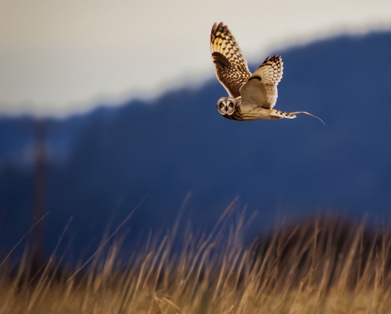 2027_WinterBirding_BM_inset3.jpg
