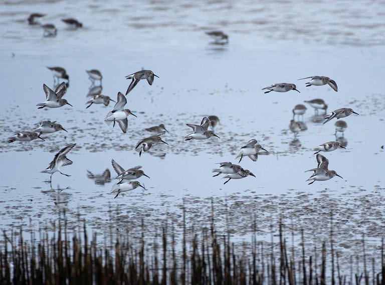 2027_WinterBirding_BM_inset4.jpg