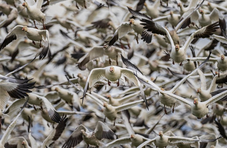 2027_WinterBirdPhotog_inset1.jpg