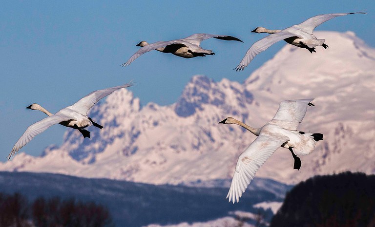 2027_WinterBirdPhotog_inset2.jpg