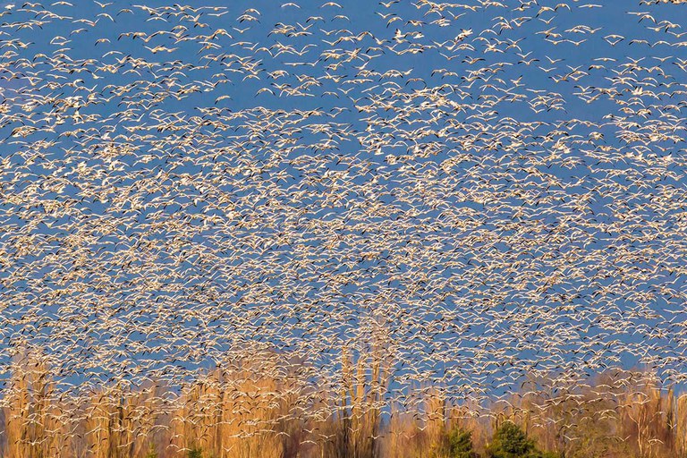 2027_WinterBirdPhotog_inset4.jpg