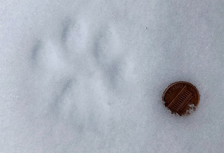 2027_WinterForestSnowshoe_inset4.jpg 2027_WinterForestSnowshoe_inset4.jpg