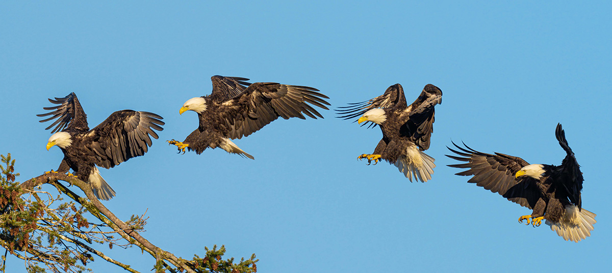 Adfam2026_HowBirdsFly_inset1.jpg Adfam2026_HowBirdsFly_inset1.jpg