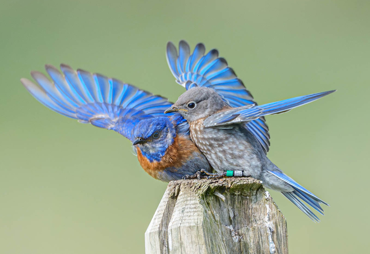 Adfam2026_HowBirdsFly_inset2.jpg Adfam2026_HowBirdsFly_inset2.jpg
