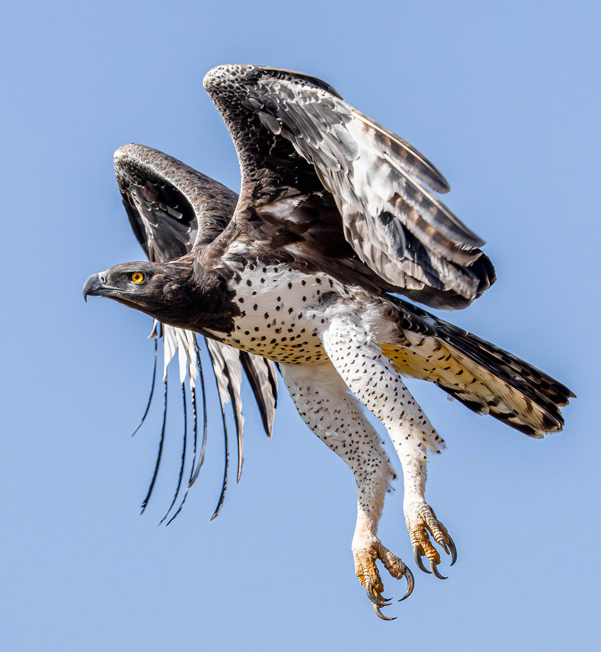 Adfam2026_HowBirdsFly_inset4.jpg Adfam2026_HowBirdsFly_inset4.jpg