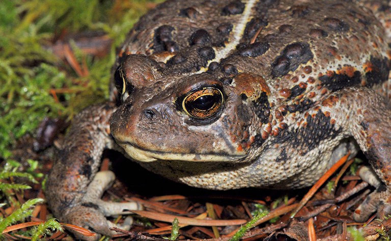 Frogs and Salamanders of the Puget Trough - Online