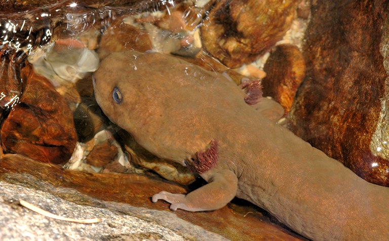 Frogs and Salamanders of the Puget Trough - Online