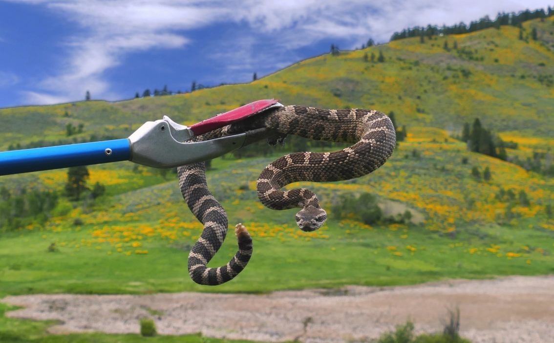 Snake Count in the Methow Valley