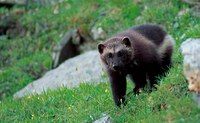 North Cascades Carnivores