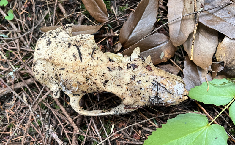 North Cascades Fall Naturalist Seminar
