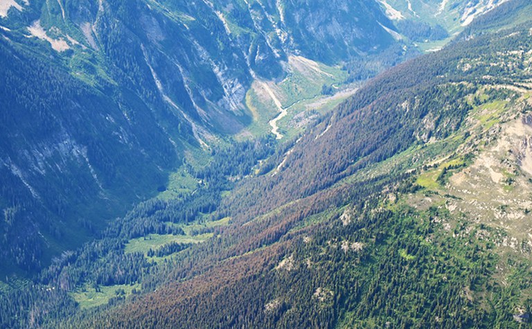 North Cascades Forest Health: Insects, disease & other threats - Online