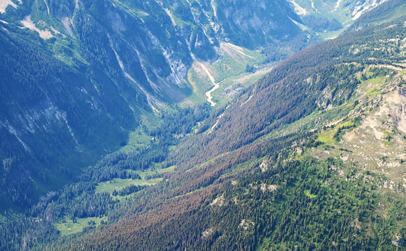 North Cascades Forest Health: Insects, disease & other threats - Online