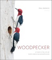 woodpecker.jpg