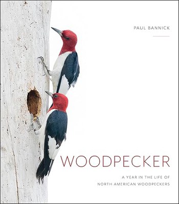 woodpecker.jpg