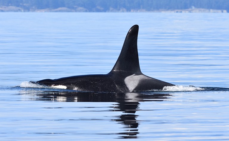 Orcas of the Salish Sea: Two Ecotypes, Shared Waters - Online