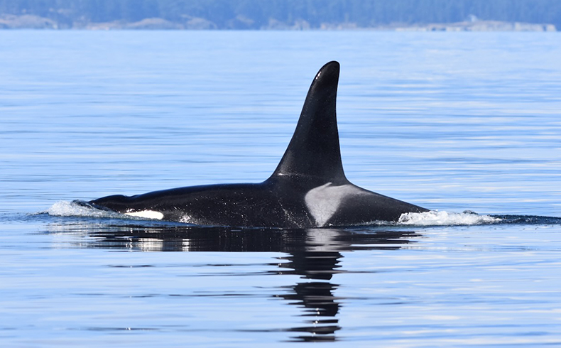 Orcas of the Salish Sea: Two Ecotypes, Shared Waters - Online