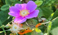 Pacific Northwest Native Plants