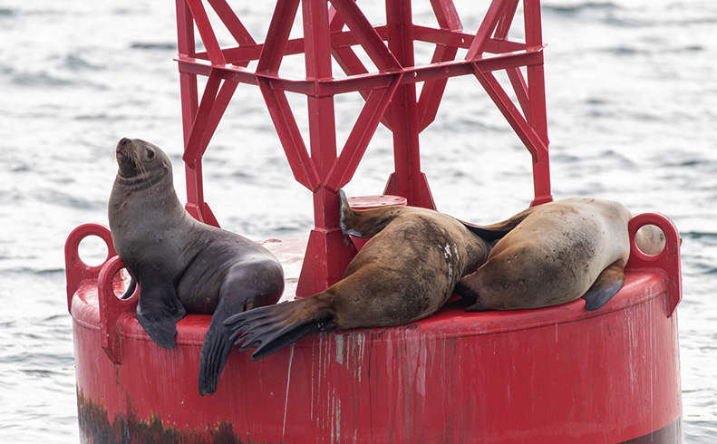 Salish Sea Marine Science on the Snow Goose