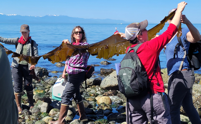 Salish Seaweed Garden: A Day of Sea Veggie Foraging, Feasting and Ecology 1