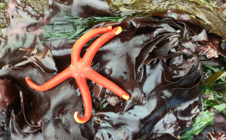 Salish Seaweed Garden: A Day of Sea Veggie Foraging, Feasting and Ecology