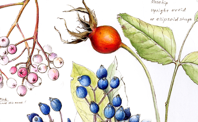 Seeing Nature Through Scientific Botanical Sketch Journaling - Online