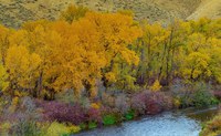 Shades of Autumn: A Guide to Photographing Fall's Spectrum