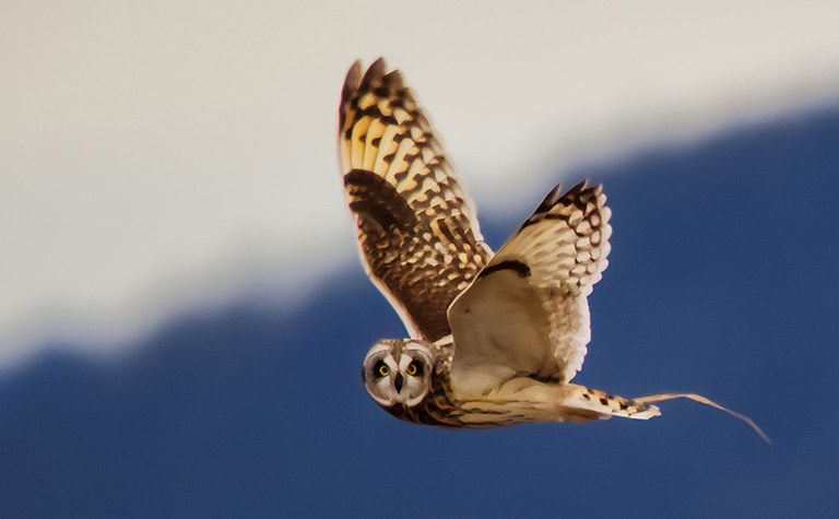 Skagit Valley Winter Birding 1
