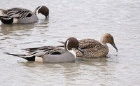 Skagit Valley Winter Birding