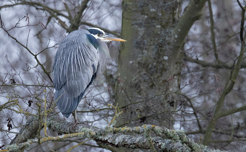 Skagit Valley Winter Birding 2