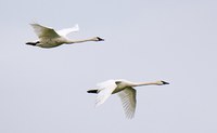 Skagit Valley Winter Birding