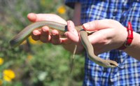 Snake Count in the Methow Valley