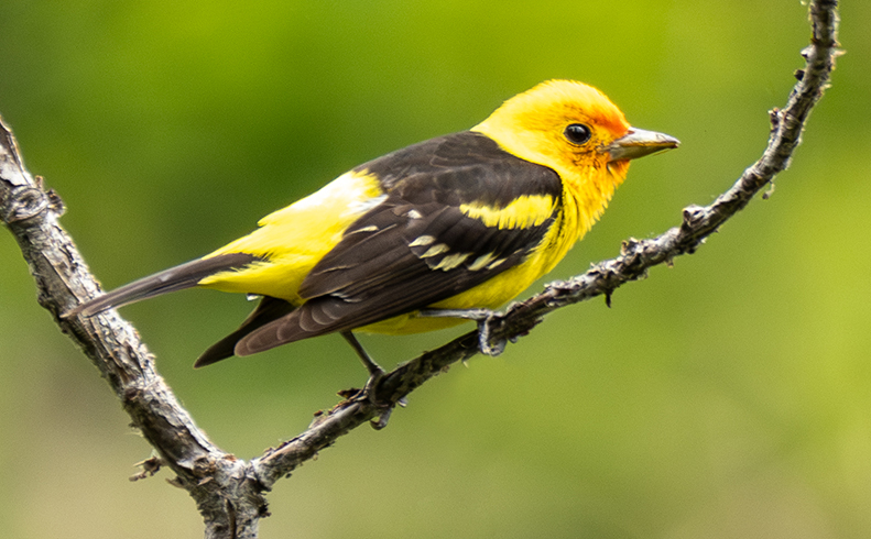 Spring Birding in the Methow Valley - Overnight