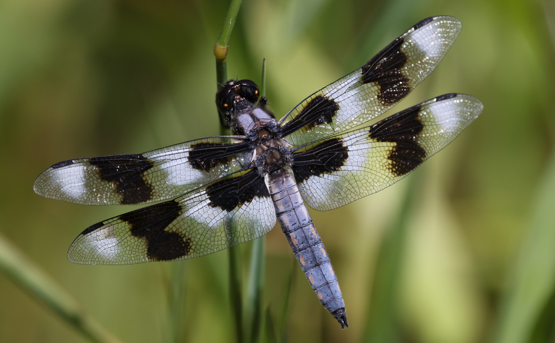 The Hidden World of Dragonflies and Damselflies - Online