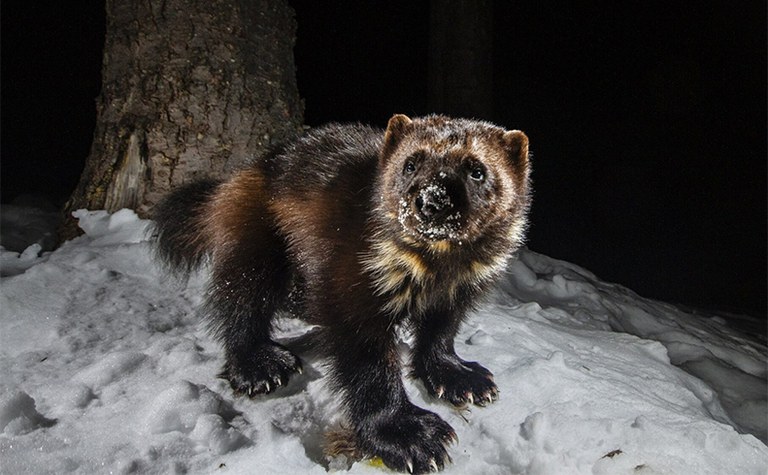 Tracking Elusive Snowy Scavengers: Wolverines of the North Cascades - Online