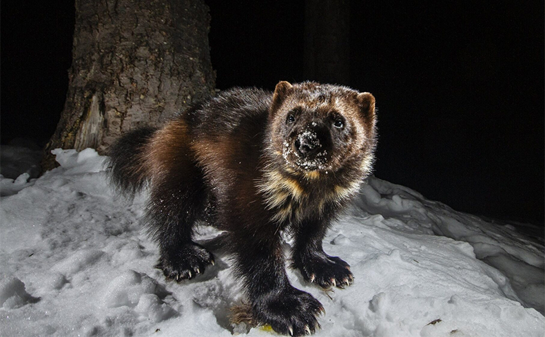 Tracking Elusive Snowy Scavengers: Wolverines of the North Cascades - Online