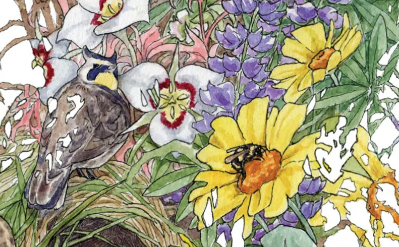 Wild and Fire: Illustrating Poetry about our Dynamic Landscapes