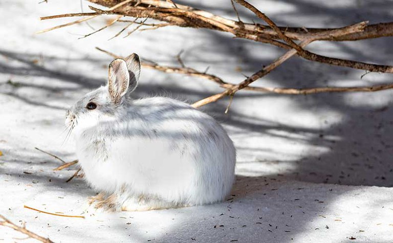 At Home in the Cold: Winter Adaptations in the North Cascades - Online
