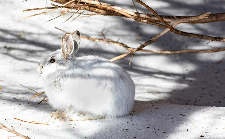 At Home in the Cold: Winter Adaptations in the North Cascades - Online