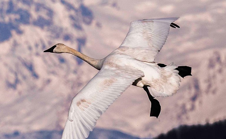Winter Bird Photography