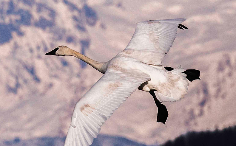 Winter Bird Photography