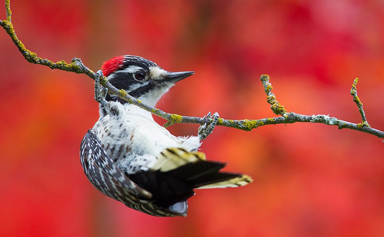 Woodpecker: A Year in the Life of North American Woodpeckers with Paul Bannick