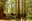 Forest-School.png