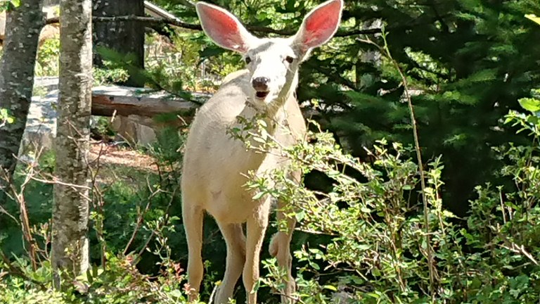 DSC_0203.JPG DSC_0203.JPG